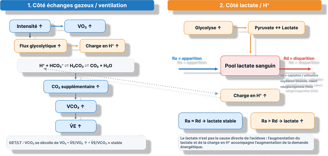 Schéma reliant les échanges gazeux, la ventilation, le lactate et les ions hydrogène