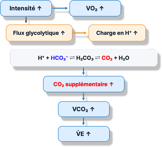 Schéma du lien entre l’intensité, le tamponnement du bicarbonate, le CO₂ et la ventilation